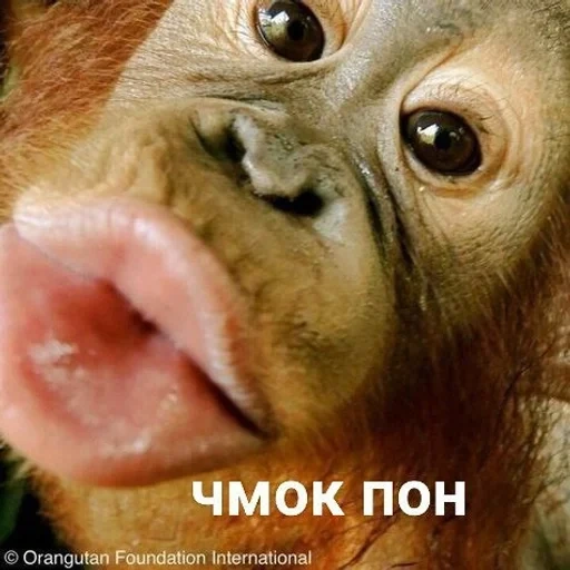 labios mono, mono divertido, labios, pato labio chimpancé, tono de animal divertido