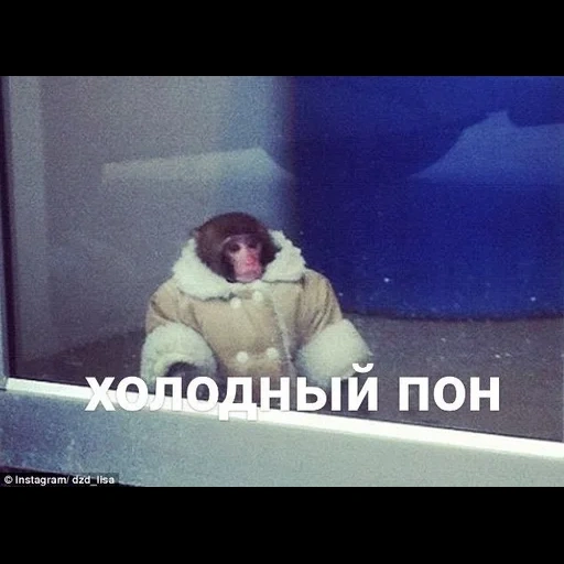 пак, скриншот, обезьянка пальто, мем ikea обезьяна