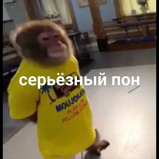 piada, macacos, roupas de macaco, macacos engraçados, memic monkey 2021