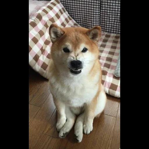 anjing kayu bakar, kota akita, akita chiba, anjing akita, anjing chiba akita