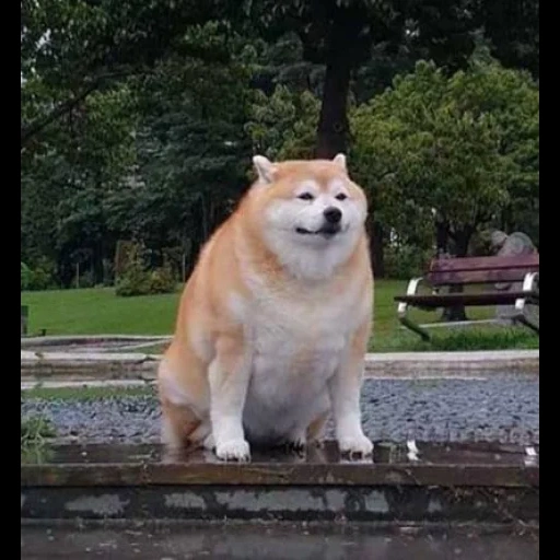 doggo, chien akita, chien akita gras, recherche d'emploi mème chien, hachiko est l'ami le plus fidèle