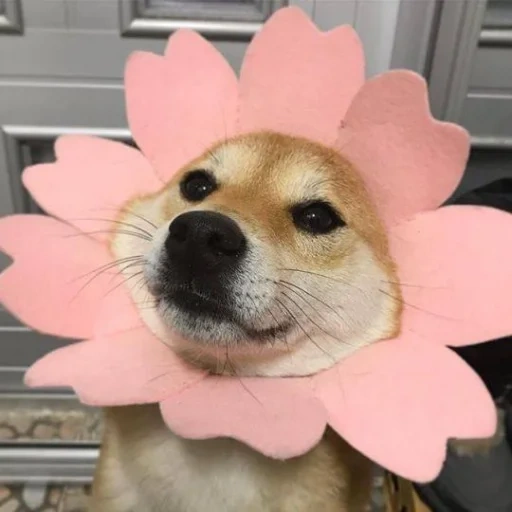 сиба ину, милые собаки, shiba inu dog, мем собака цветочками, мемы про цветы собачками