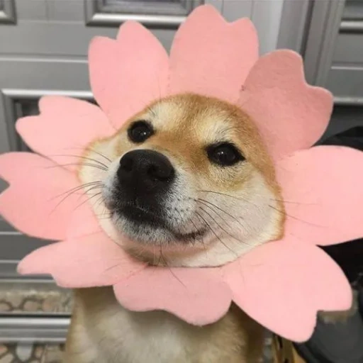 siba inu, schöne hunde, shiba inu hund, der hund mit blumen, memes über blumen mit hunden