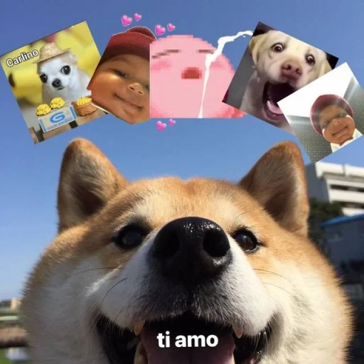 chaidou, chien akita, shiba inu, mème de chien akita, beech dog