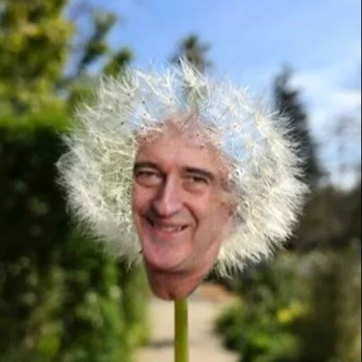 the male, human, dandelion, komur savely afanasevich, gray hair man dandelive