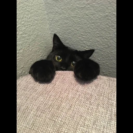 кот, кошка, кот кот, кот черный, котик черный