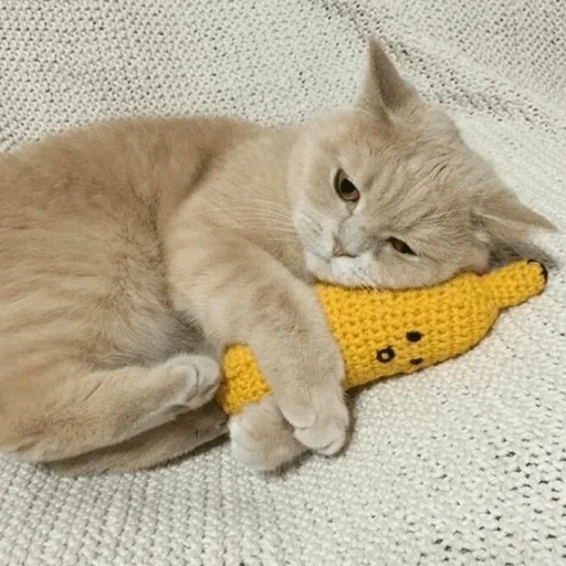 кот, кошка, котики, кошки мышки, котик банане