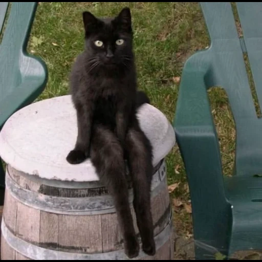 кот, черный кот, чёрная кошка, черный кот сидит, смешной черный кот