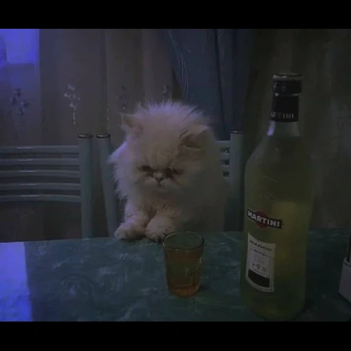 кот, котэ, неизвестная, кот алкоголик, котик алкоголем