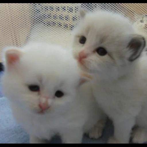 фолд котята, белый котенок, кот белый мими, кошка животное, белые шотландские котята