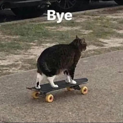 кот, кот скейте, кот скейте мем, котики смешные, кот скейте прощай