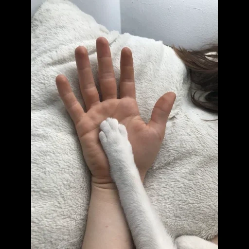 cat paw, cat s paw, часть тела, кошачьи лапы, белая лапа кота