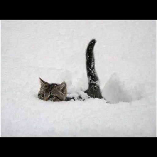кот, животные, кот снегу, животные смешные, кот провалился снег
