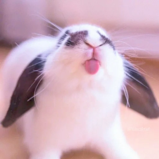 kelinci lucu, kelinci licik, kelinci lucu, kelinci yang menyenangkan, kelinci menjulurkan lidah