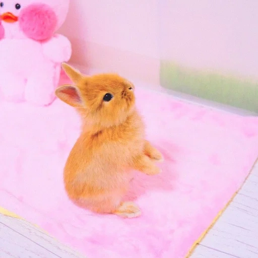 coniglio, animali carini, coniglio mini toy, coniglio gnomo, l'animale più carino