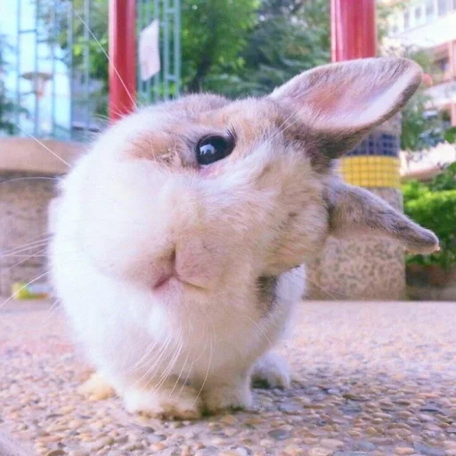 conejo, el conejo es divertido, conejo alegre, conejo casero, conejo genial