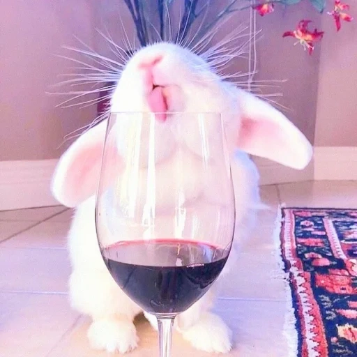kelinci, anggur kelinci, kelinci lucu, kelinci yang menyenangkan, kelinci minum anggur