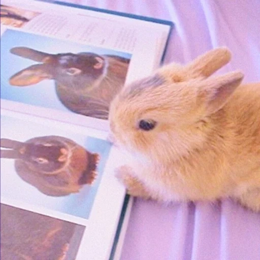 kelinci, kelinci, kelinci kerdil, kelinci kecil, kelinci hias
