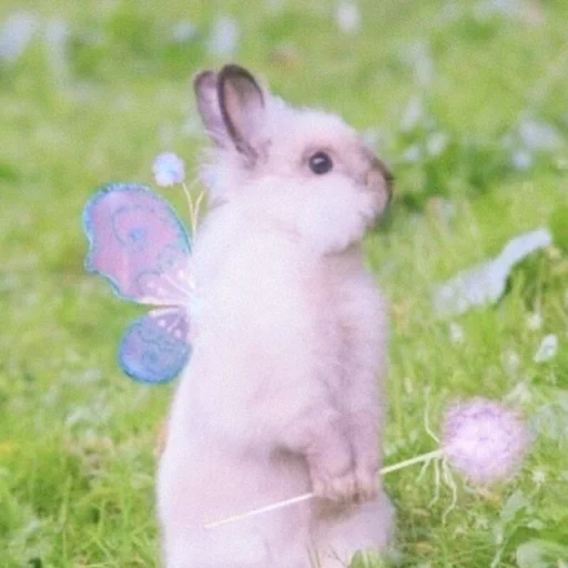 rabbit, lovely rabbits, little bunny, a nice bunny, the sweetest rabbits