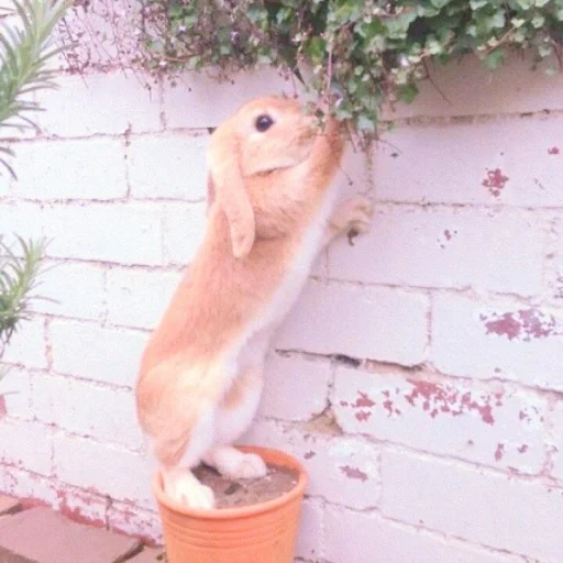 animal fofo, coelho divertido, coelho, o animal mais adorável, belo animal de estimação