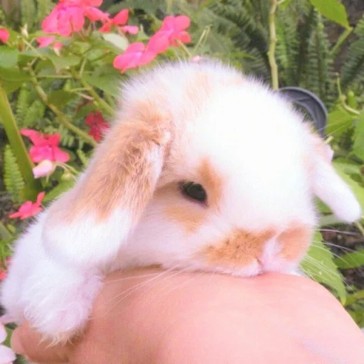 lapin blanc, lapin nain, lapin nain blanc, nain sirène lapin, lapin nain mignon