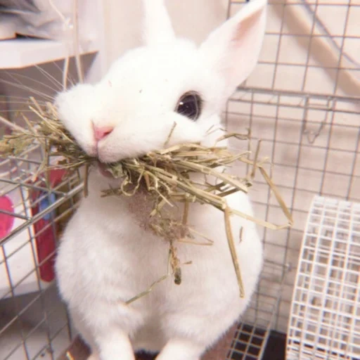 rabbit, the rabbit is funny, cheerful rabbit, home rabbit, decorative rabbit