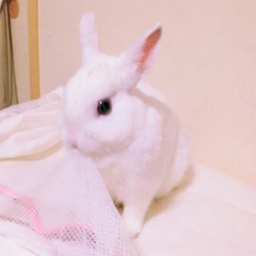 coniglio, coniglio bianco, coniglietto, estetica del coniglio, coniglio gnomo