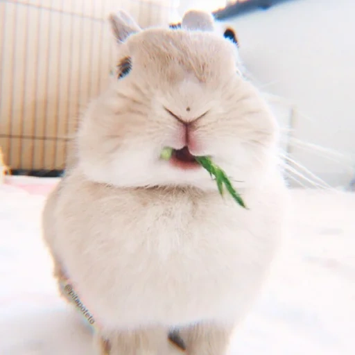 fluffy bunny, criceto di coniglio, coniglio carino, bunny bunny, i conigli