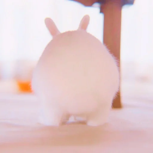 dear rabbit, pinch my bunny, the rabbit is plush, plush toys, ultrasonic air humidifier