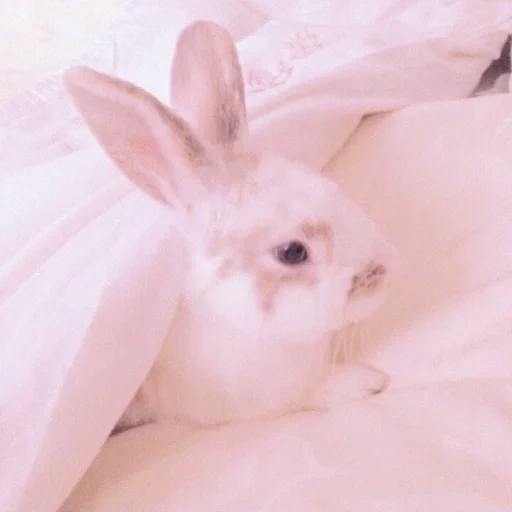 coniglio, coniglio carino, coniglio rosa, estetica del coniglio, estetica del coniglio