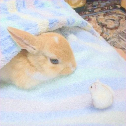 conejo, conejo bebé, cesta de conejo, conejo casero, conejo decorativo