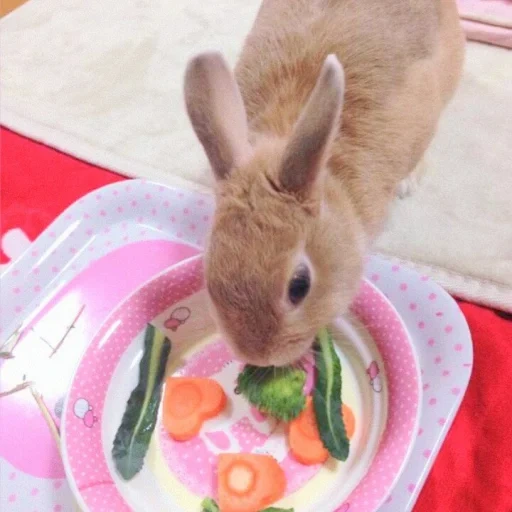 snack, rabbit, lovely rabbits, dwarf rabbit, decorative rabbit