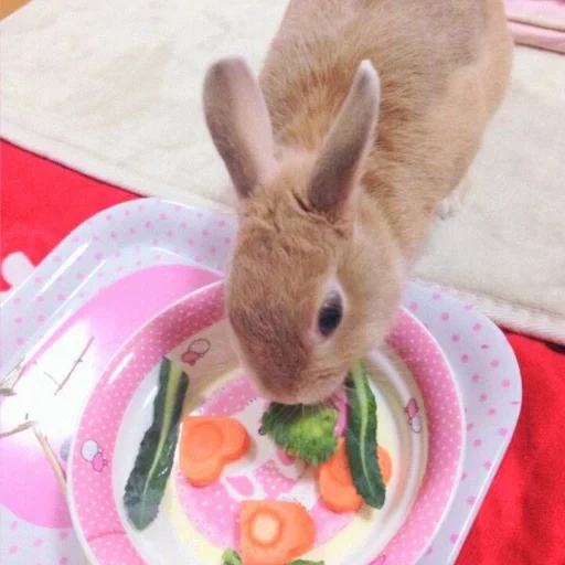 snack, lapin, lapin mignon, lapin nain, lapin décoré