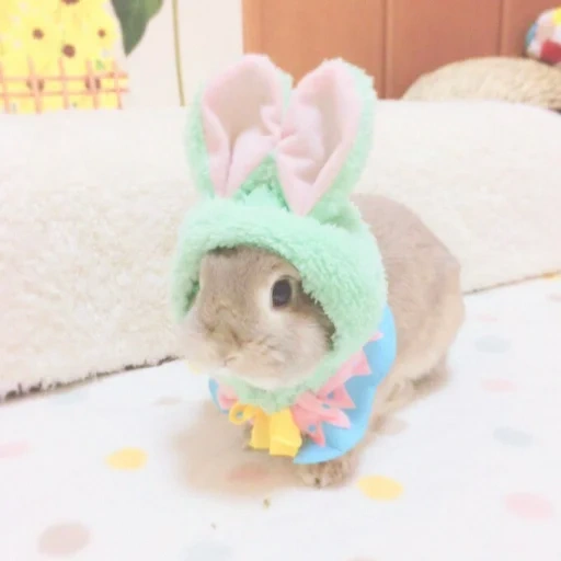 baby bunny, sweet bunny, dear rabbit, rabbits are cute, a cute rabbit hat