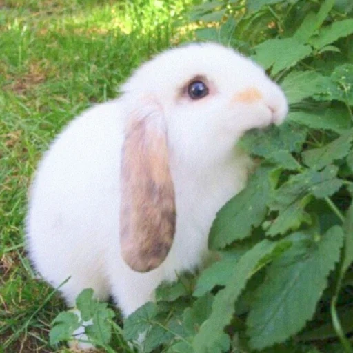 conejo, conejo bebé, conejito, los animales son divertidos, los animales encantadores están en casa