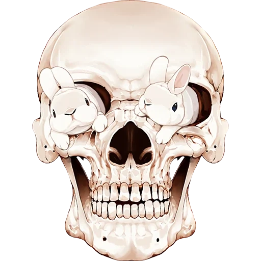 череп, кости черепа, череп скелета, skull bones anatomy, кости черепа человека
