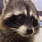 Raccoon Reactions