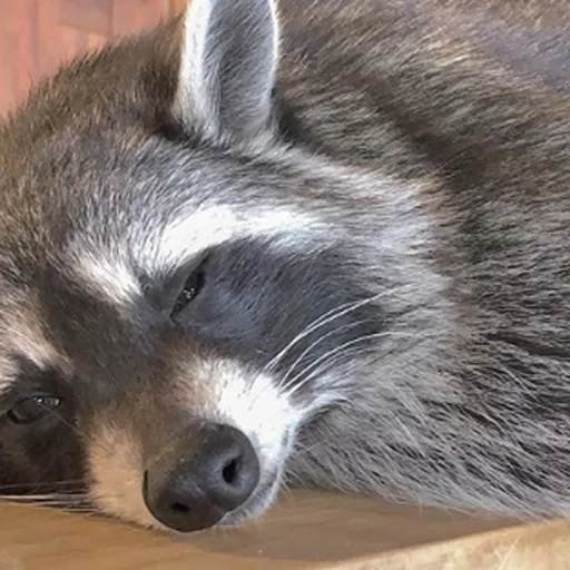raccoon, raccoon, raccoon seoul, raccoon stripes, raccoon striped sleep