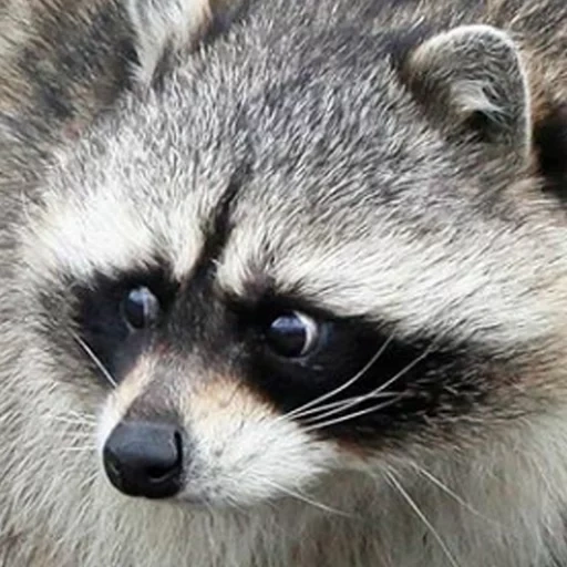 raccoon, raccoon, raccoons are cute, a furry raccoon, raccoon stripes