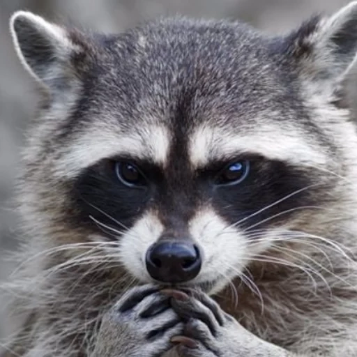 raccoon, енот полоскун, злой енот полоскун, енот полоскун хитрый, полоскун енот енотович