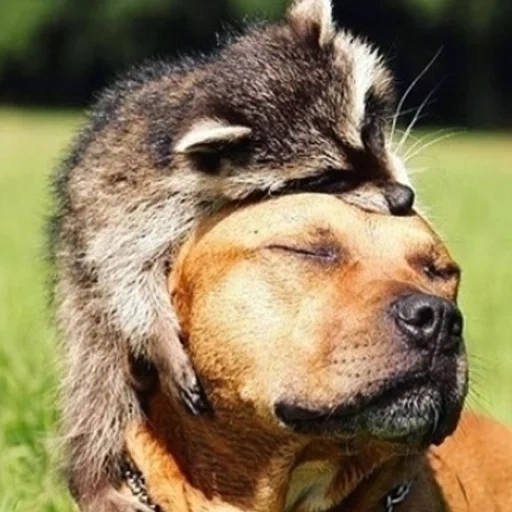 perro, perro mapache, perro feliz, animales domésticos, los mapaches abrazan al perro
