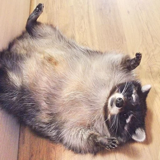 raccoon, the raccoon lies, fat raccoon, wild raccoon, a very fat raccoon
