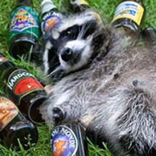 buhoy raccoon, betrunkener waschbär, der waschbär schlägt, waschbärstreifen, waschbär mit einer flasche gestreift