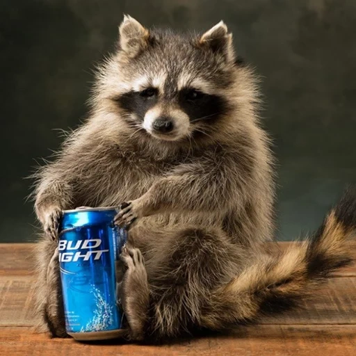 mapache, mapache, raccoon, mapache malvado, cerveza mapache