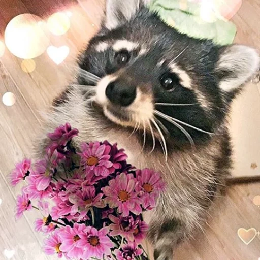 raccoon, raccoon, raccoon stripes, raccoons lay flowers, red raccoon stripes