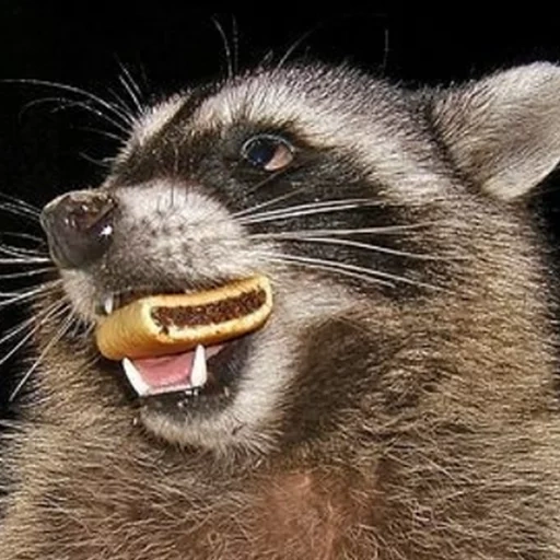 raccoon, raccoon, evil raccoon, rabies raccoon, raccoon stripes