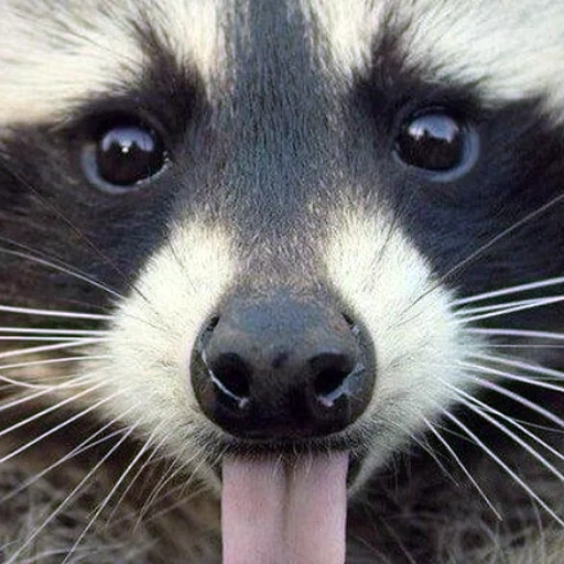 rakun, wajah rakun, belang rakun, rakun, aku raccoon stripe