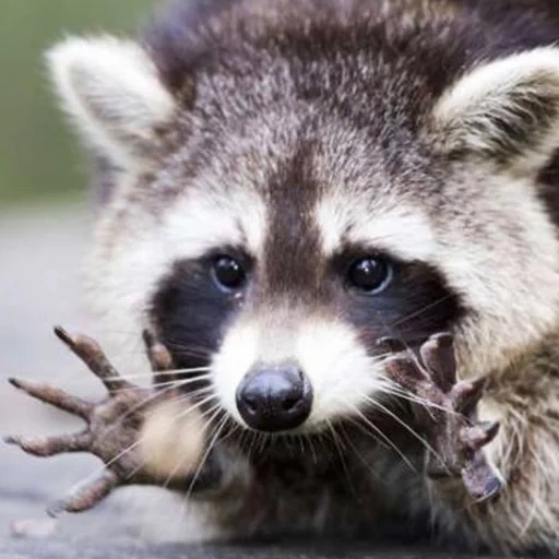 rakun, rakun itu lucu, raccoon vasily, belang rakun, rakun