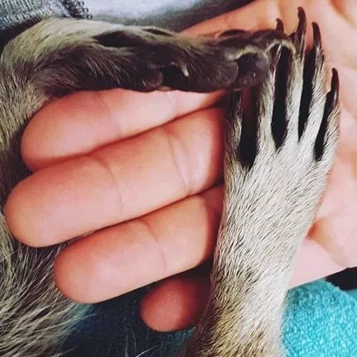 raccoon claws, raccoon foot, raccoon striped claw, raccoon striped legs, striped raccoon claw