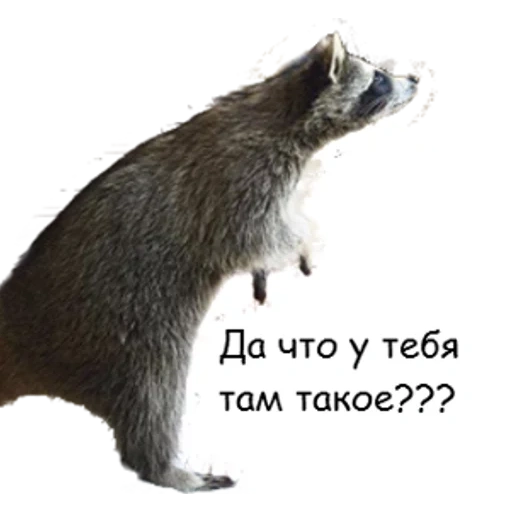 raccoon, raccoon sideways, raccoon strip, raccoon with a white background